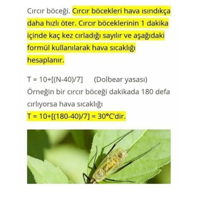 Cırcır böceğinin sesinden rahatsız olur musunuz?
