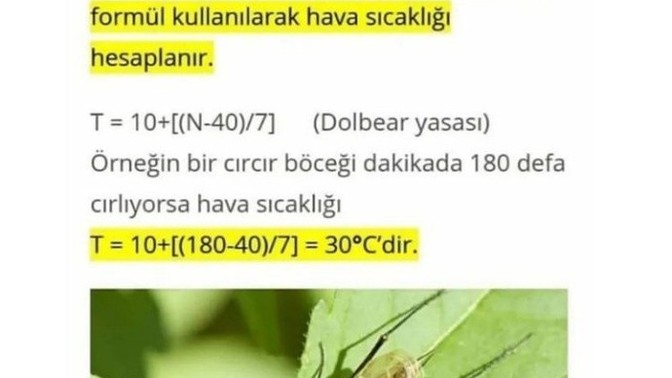 Cırcır böceğinin sesinden rahatsız olur musunuz?
