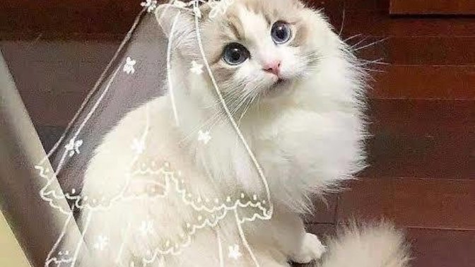 Evlenecek olsanız nikah mı yoksa düğün mü istersiniz?