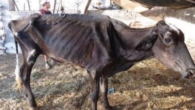 Kurbanlıklar 30.000 liradan başlıyor! Sizce ailede bir kişinin kurban kesmesi yeterli mi?