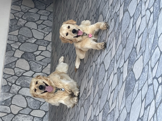 Köpeğim bahçedeki fıskiyelerin hepsini koparıyor, tavsiye verir misiniz ne yapayım?