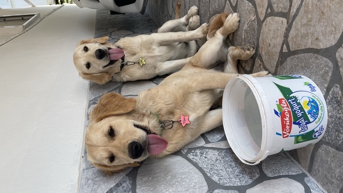 Köpeğim bahçedeki fıskiyelerin hepsini koparıyor, tavsiye verir misiniz ne yapayım?