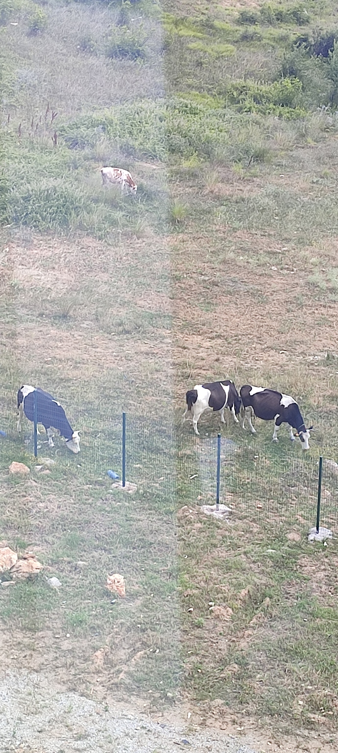 Ofisin yanına inekler geldi, işe odaklanamıyorum. Ne yapacağım ben bunlarla?