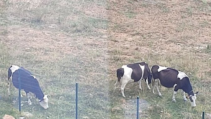 Ofisin yanına inekler geldi, işe odaklanamıyorum. Ne yapacağım ben bunlarla?