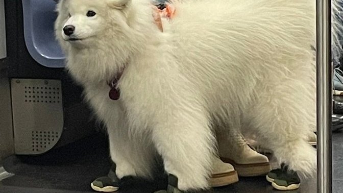Ayakkabı giyen sevimli köpeğe bakın. Sizce de hayvanlara giydirilen kıyafetler yakışıyor mu?