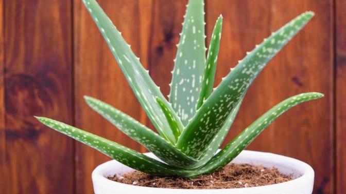 Aloe Vera bitkisinin bakımı nasıl olmalı?