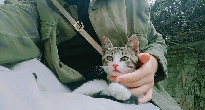 Bu sevimli kedicikler nasıl nankör olur ya 🥰