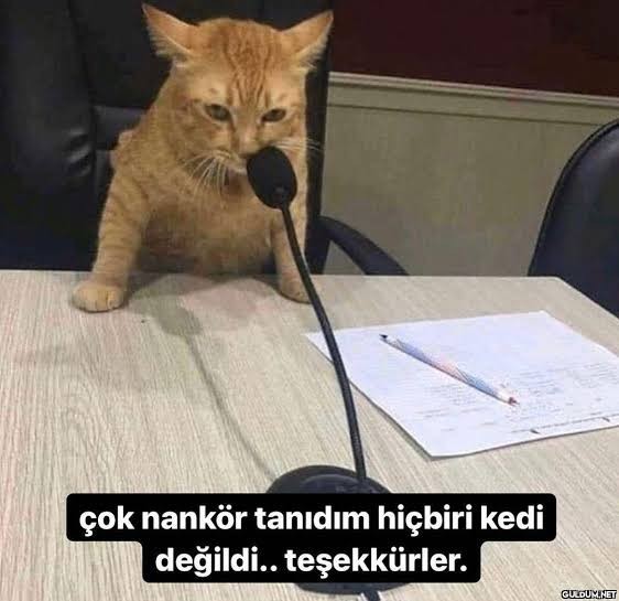 İnsanlar varken kedilere nankör demek büyük haksızlık değil mi?
