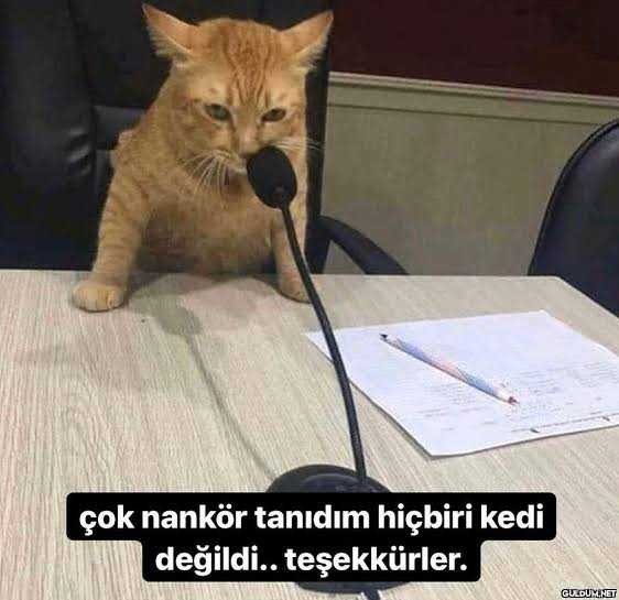 İnsanlar varken kedilere nankör demek büyük haksızlık değil mi?