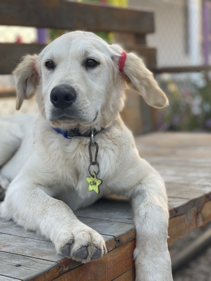 Köpeklerle olan güzel ya da  kötü anınızı paylaşmak ister misiniz?