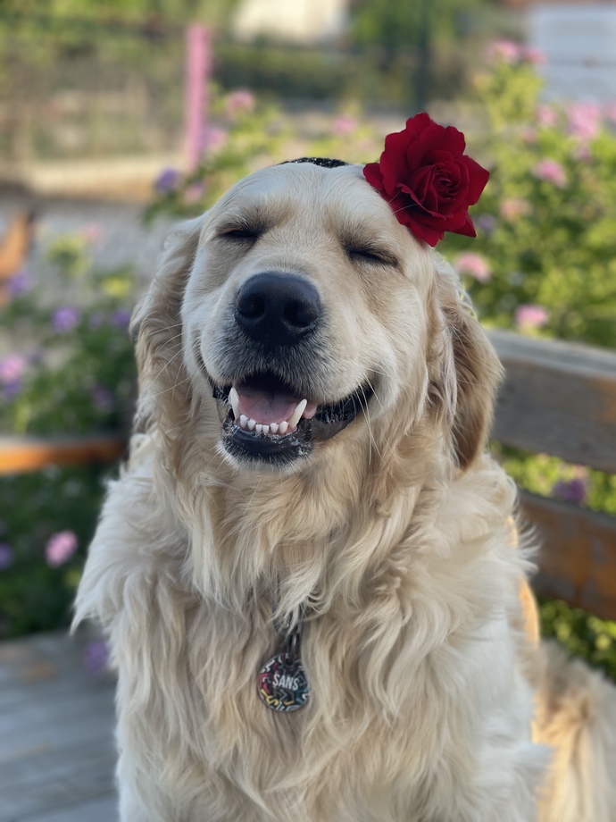 Köpeklerle olan güzel ya da  kötü anınızı paylaşmak ister misiniz?