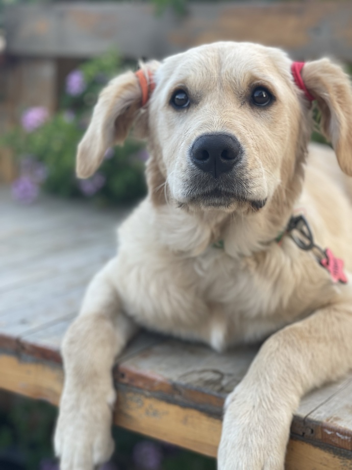 Köpeklerle olan güzel ya da  kötü anınızı paylaşmak ister misiniz?