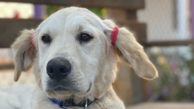 Köpeklerle olan güzel ya da  kötü anınızı paylaşmak ister misiniz?