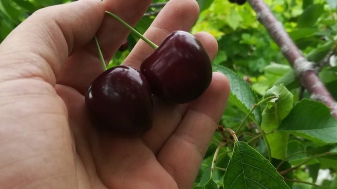 Kiraz yemeyi seviyor musunuz?