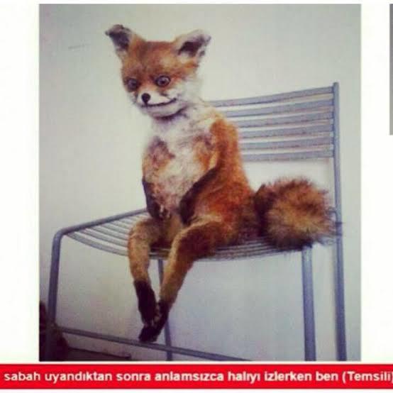 Bu sabah nasıl uyandiniz?