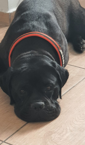 Cane Corso Italiano hakkında ne düşünüyorsunuz?