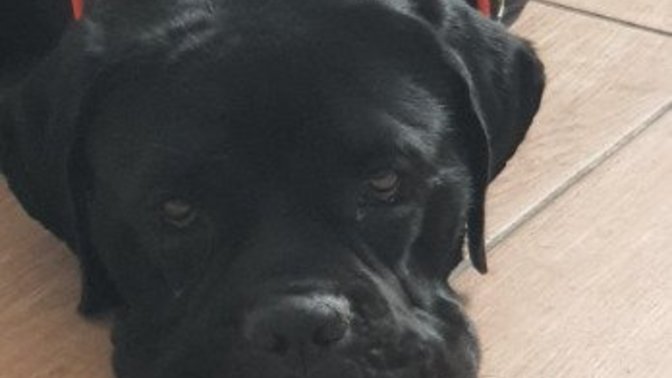 Cane Corso Italiano hakkında ne düşünüyorsunuz?