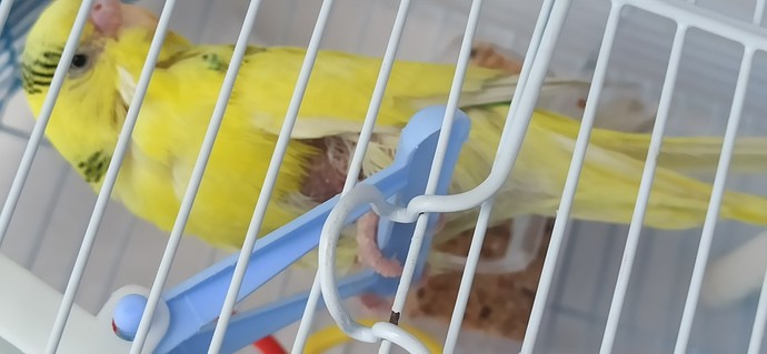 Önce gaga mantarı, sonra tüylerinin gitmesi konusunda elim kolum bağlı. Ne yapabilirim?