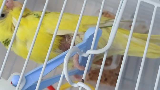 Önce gaga mantarı, sonra tüylerinin gitmesi konusunda elim kolum bağlı. Ne yapabilirim?