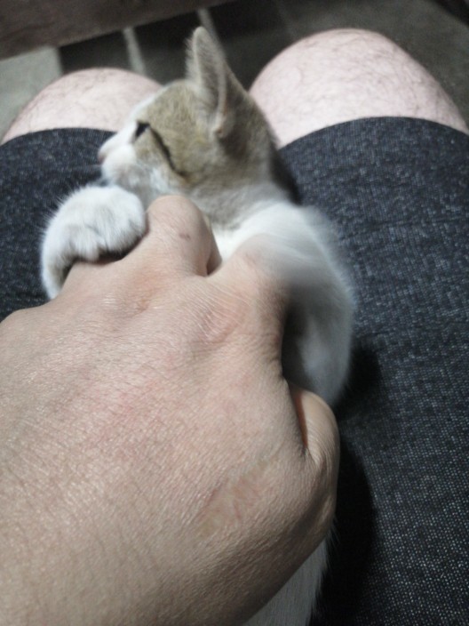 En son ne zaman bir kedi sevdiniz?