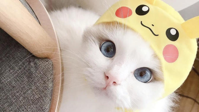 En son ne zaman bir kedi sevdiniz?