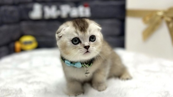 Çok tatlı bir kedi sahiplendim, ismi ne olsun 🐱😍?