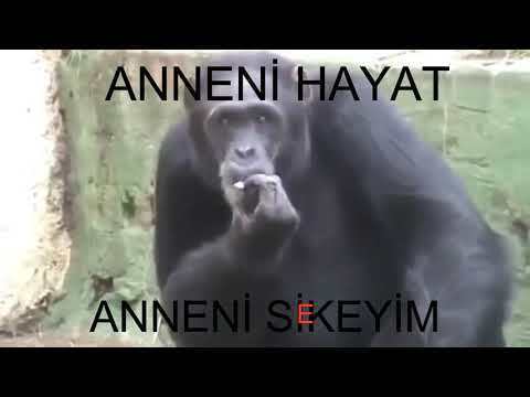 Bu gece neye yakıyosunuz?