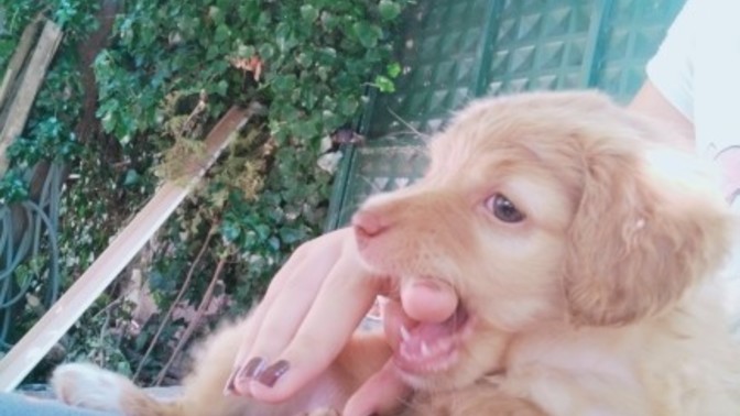Köpeğin ısırması nasıl engellenir?