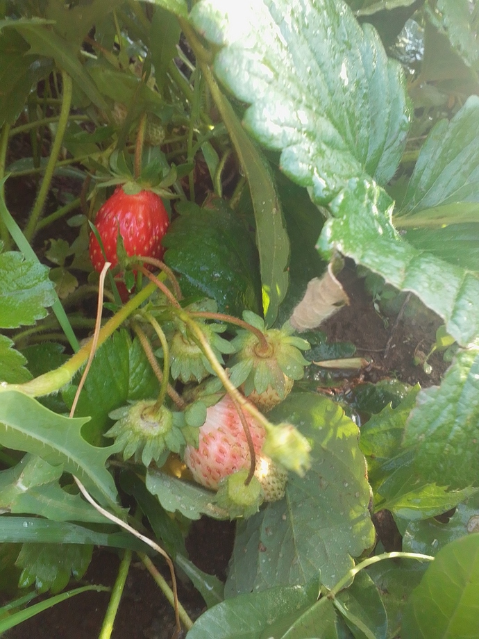 Şimdi yemğe de kıyamam ki sizi🍓🤩