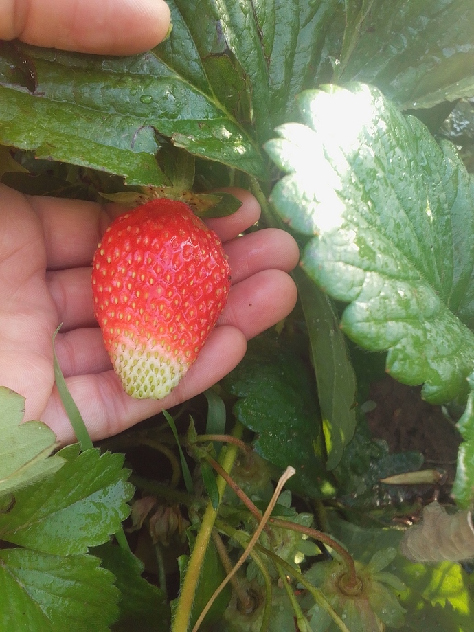 Sevgi emektinin karşılığımısınız siz yoksa🍓