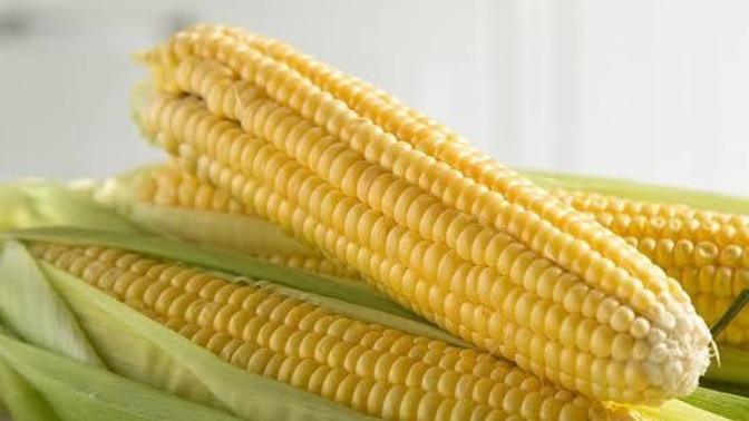 Süt Mısır 🌽 sever misiniz?
