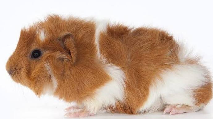 Hamster Ginepig kaşıntısına veterinerinkinden başka çözüm yok mu?