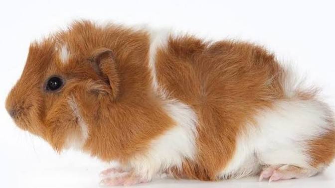 Hamster Ginepig kaşıntısına veterinerinkinden başka çözüm yok mu?