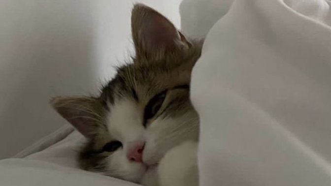 Senden kedi olur mu?