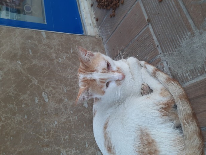 Sokakta kedi buldum, veteriner masrafı ne olur?