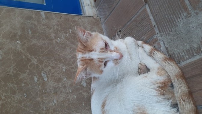 Sokakta kedi buldum, veteriner masrafı ne olur?