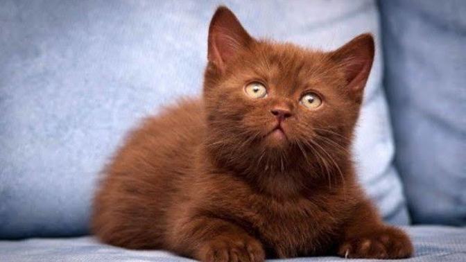 Bir kedi sahiplenmene engel olan şey nedir?
