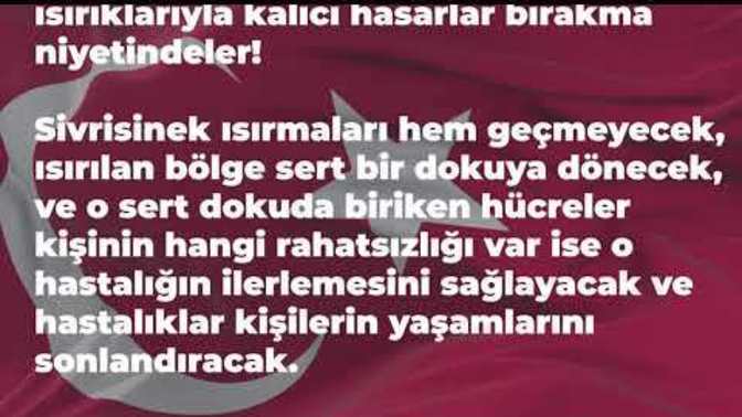 Sivrisinekler hakkında bunlar gerçek olabilir mi?