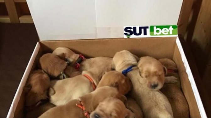 Sokakta bir kutu mutluluk bulsan ne yaparsın?