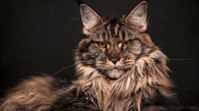 Bu kedi sizin olsaydı, adını ne koyardınız?
