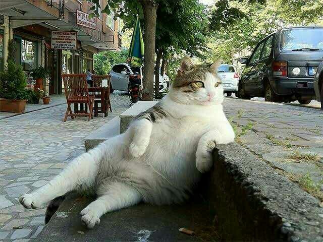 Kedi sahiplenmek istiyorum, annemi nasıl ikna ederim?