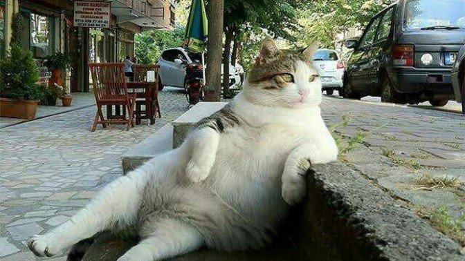 Kedi sahiplenmek istiyorum, annemi nasıl ikna ederim?