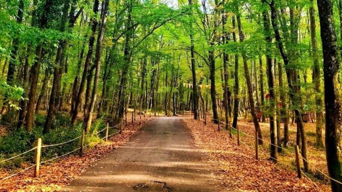 İstanbul'da 31 Temmuz'a kadar ormanlara giriş yasaklandı! Yerinde bir karar mı?