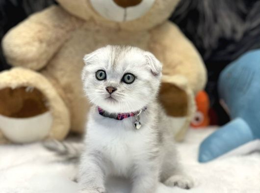 Scottish yavru kedi ilk olarak yaş mama ile mi beslenmeli?