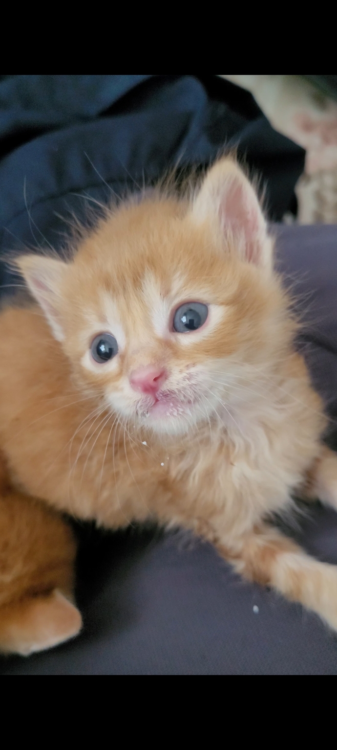 Sizce bu kedi yavrusu şirin mi?