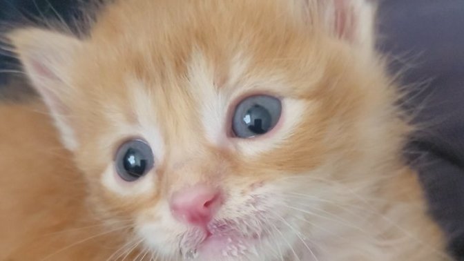 Sizce bu kedi yavrusu şirin mi?
