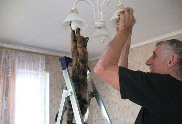 Milletin kedisi ampul değiştiriyor. Sizin kediniz hangi meslekle meşgul :D?