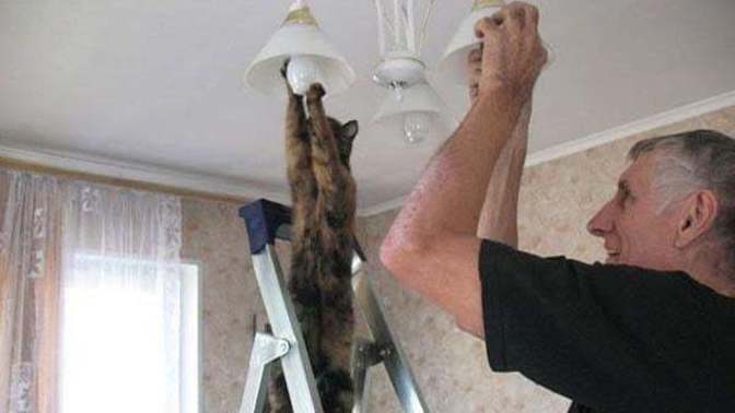 Milletin kedisi ampul değiştiriyor. Sizin kediniz hangi meslekle meşgul :D?