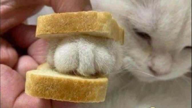 Kedi ve köpeklerin kaşınmaması için ne yapılması gerek?