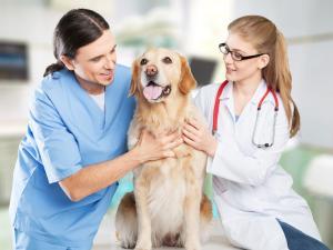 Veterinerlik Bölümü Nedir?
